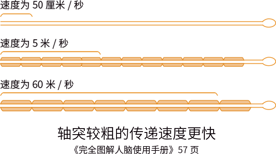 富氧讓你的大腦效率從2G變5G！ image3